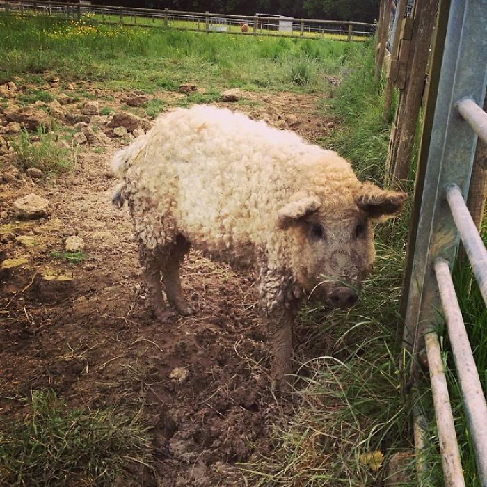Meet Furry Pigs That Look Like Sheep And Act Like Dogs