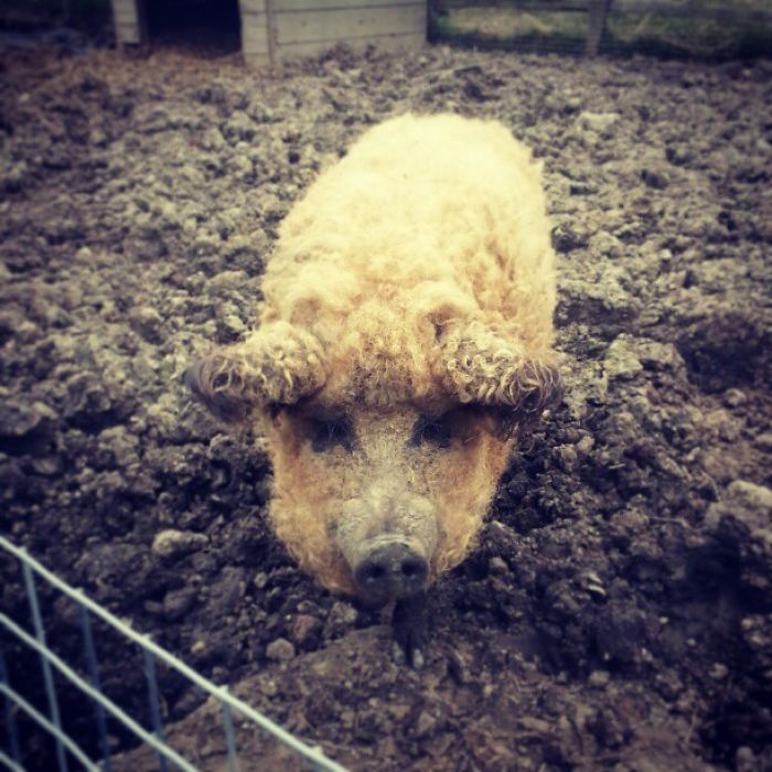 Meet Furry Pigs That Look Like Sheep And Act Like Dogs