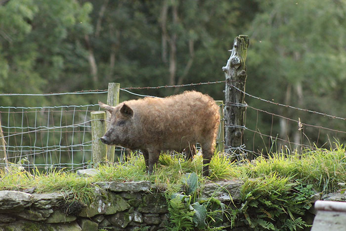 Meet Furry Pigs That Look Like Sheep And Act Like Dogs