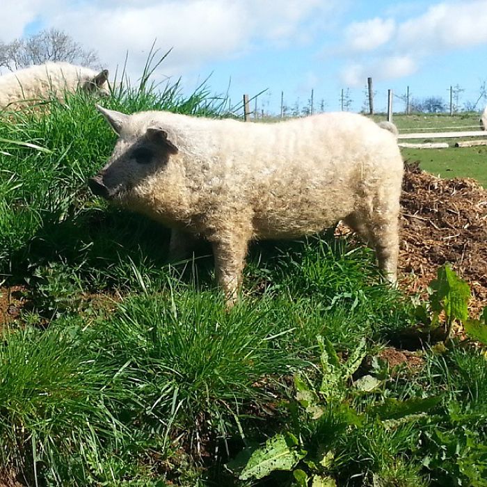 Meet Furry Pigs That Look Like Sheep And Act Like Dogs