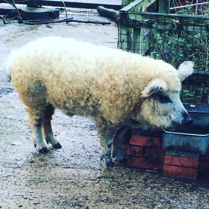 Meet Furry Pigs That Look Like Sheep And Act Like Dogs