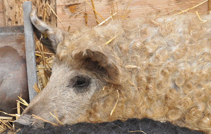 Meet Furry Pigs That Look Like Sheep And Act Like Dogs