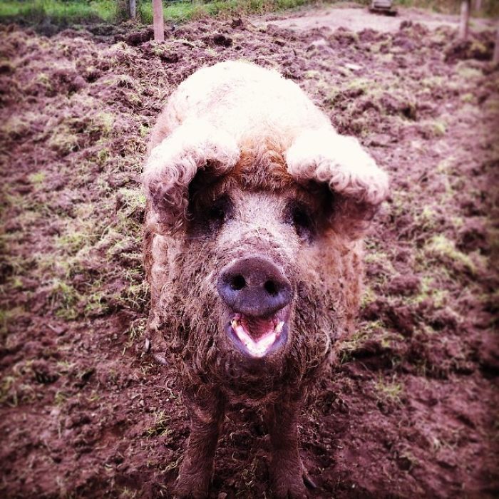 Meet Furry Pigs That Look Like Sheep And Act Like Dogs