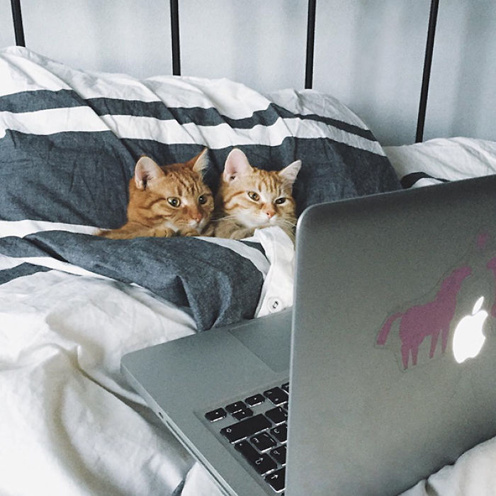 114 Cats Ready For Valentine&#8217;s Day