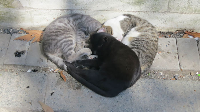 114 Cats Ready For Valentine&#8217;s Day