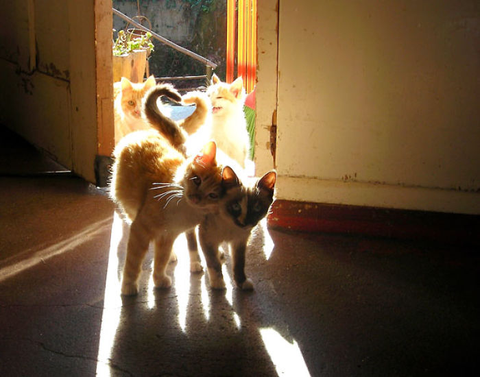 114 Cats Ready For Valentine&#8217;s Day