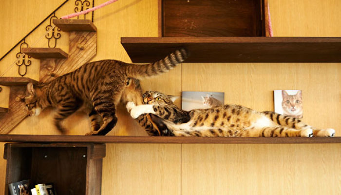 114 Cats Ready For Valentine&#8217;s Day