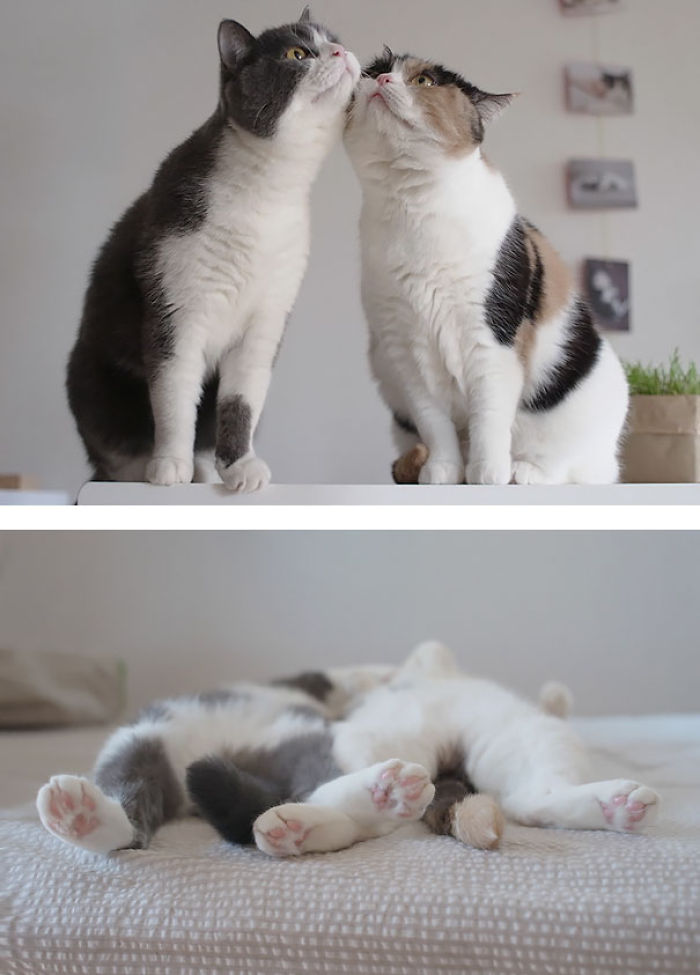 114 Cats Ready For Valentine&#8217;s Day