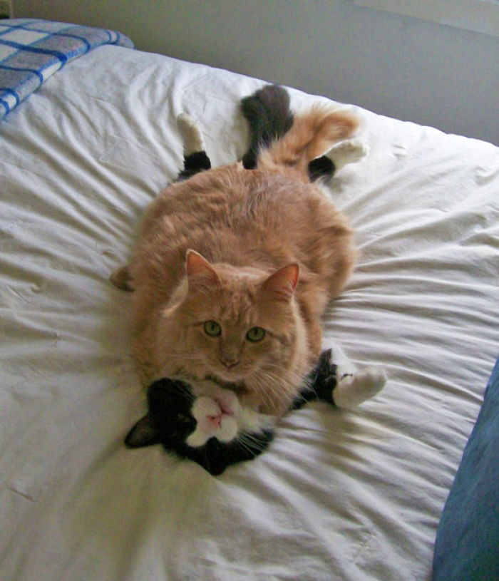 114 Cats Ready For Valentine&#8217;s Day