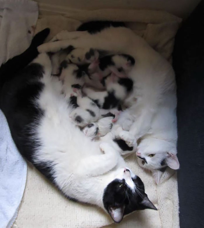 114 Cats Ready For Valentine&#8217;s Day