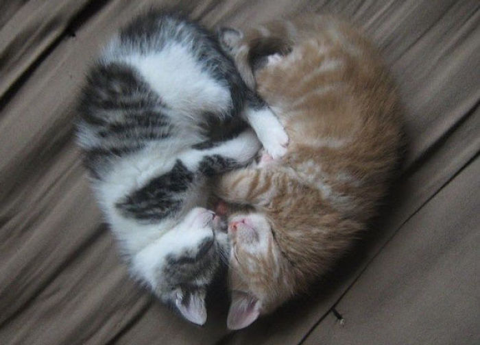 114 Cats Ready For Valentine&#8217;s Day