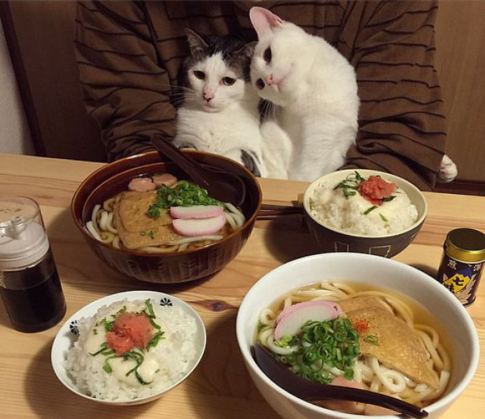 114 Cats Ready For Valentine&#8217;s Day