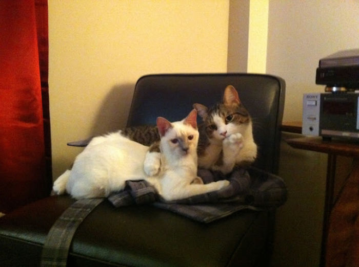 114 Cats Ready For Valentine&#8217;s Day