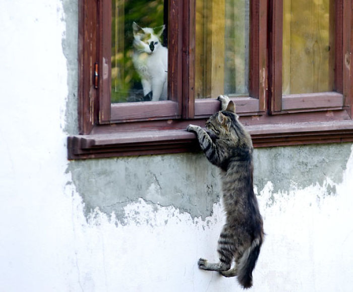 114 Cats Ready For Valentine&#8217;s Day
