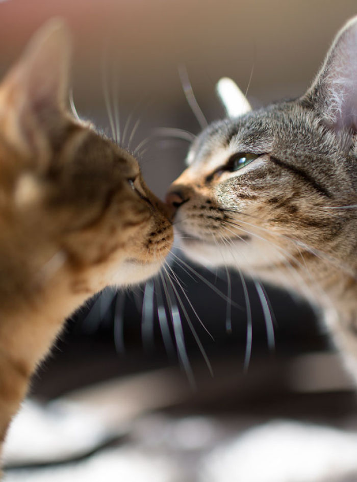 114 Cats Ready For Valentine&#8217;s Day