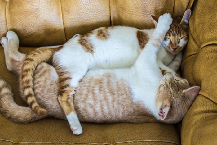 114 Cats Ready For Valentine&#8217;s Day