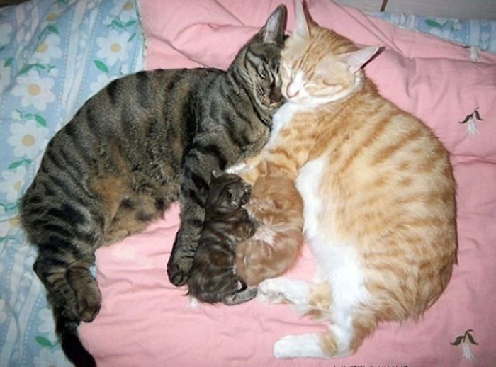114 Cats Ready For Valentine&#8217;s Day