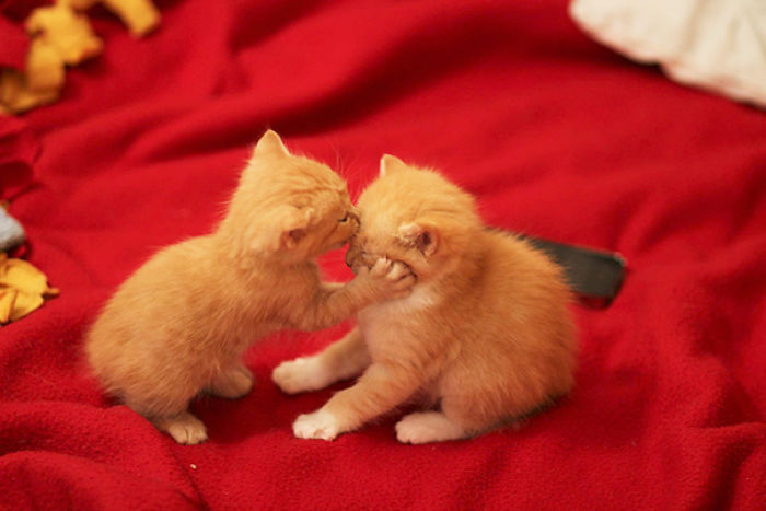 114 Cats Ready For Valentine&#8217;s Day