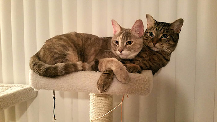 114 Cats Ready For Valentine&#8217;s Day