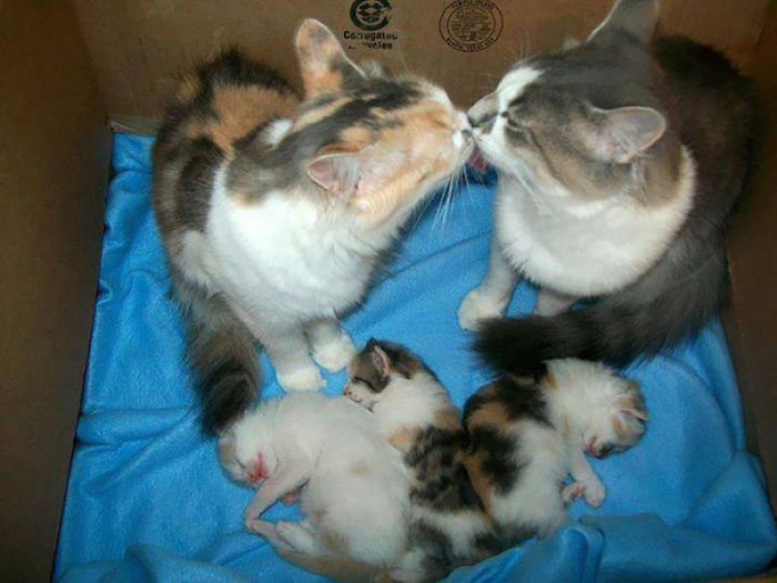 114 Cats Ready For Valentine&#8217;s Day