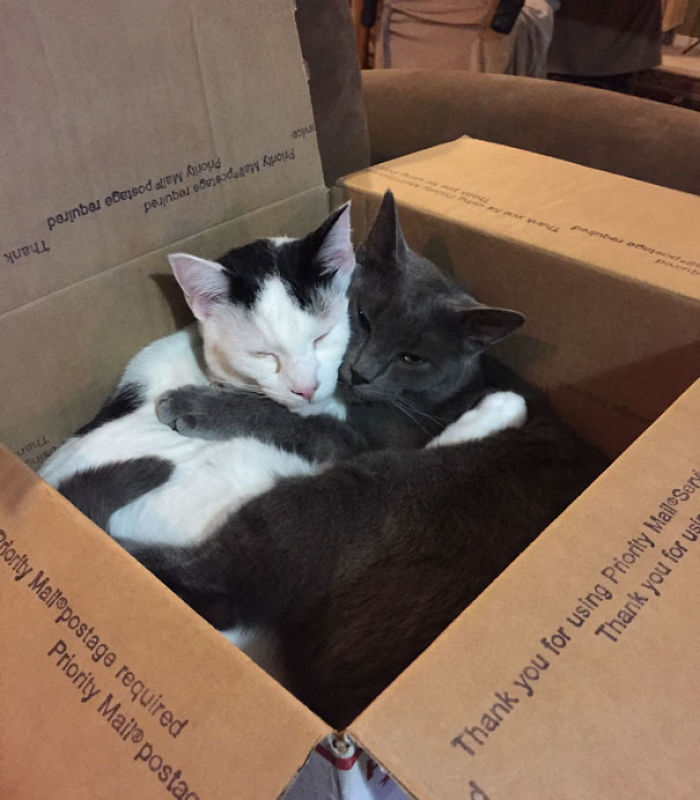 114 Cats Ready For Valentine&#8217;s Day