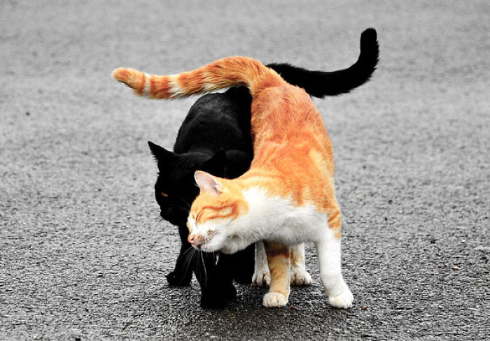 114 Cats Ready For Valentine&#8217;s Day
