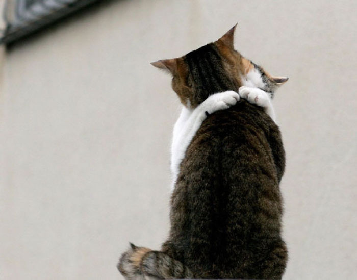 114 Cats Ready For Valentine&#8217;s Day
