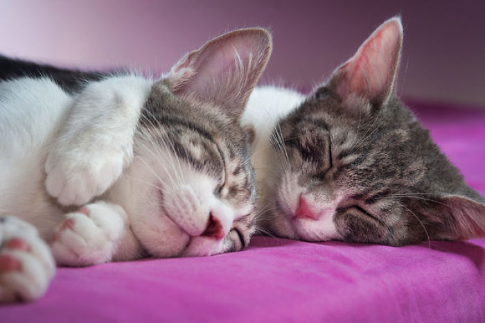 114 Cats Ready For Valentine&#8217;s Day