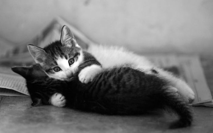 114 Cats Ready For Valentine&#8217;s Day