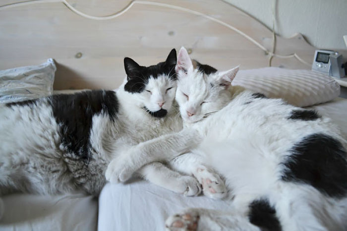 114 Cats Ready For Valentine&#8217;s Day