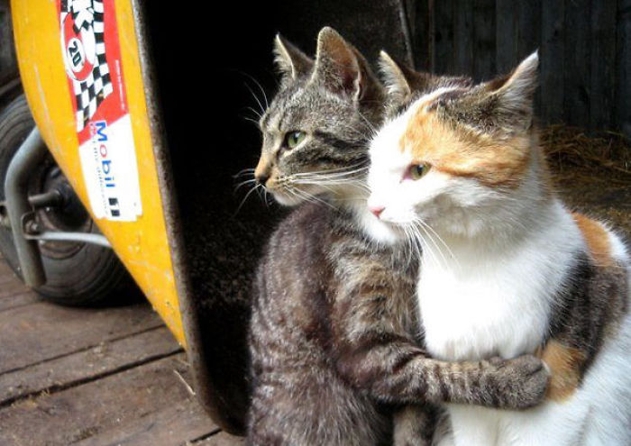 114 Cats Ready For Valentine&#8217;s Day