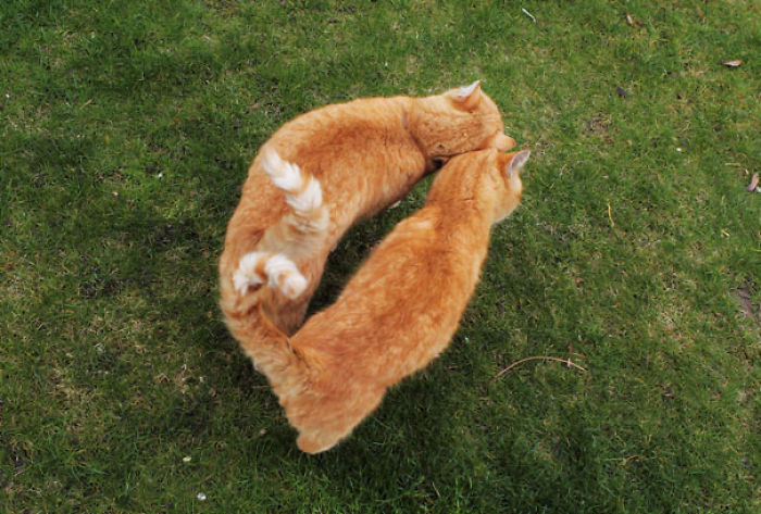 114 Cats Ready For Valentine&#8217;s Day