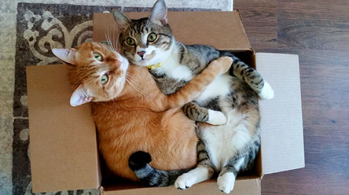 114 Cats Ready For Valentine&#8217;s Day