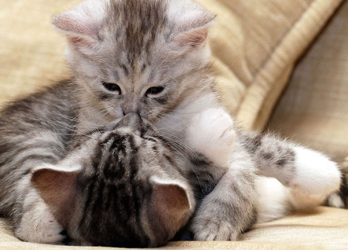 114 Cats Ready For Valentine&#8217;s Day