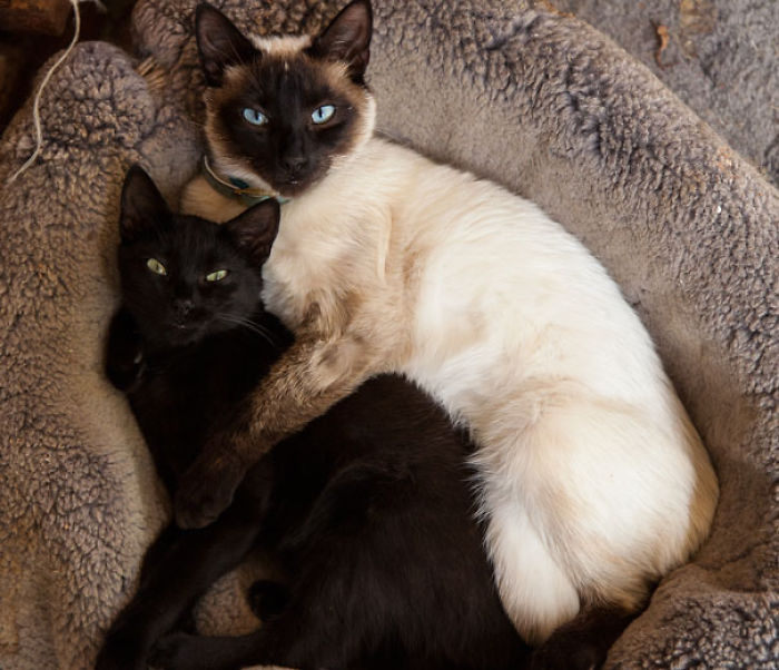 114 Cats Ready For Valentine&#8217;s Day