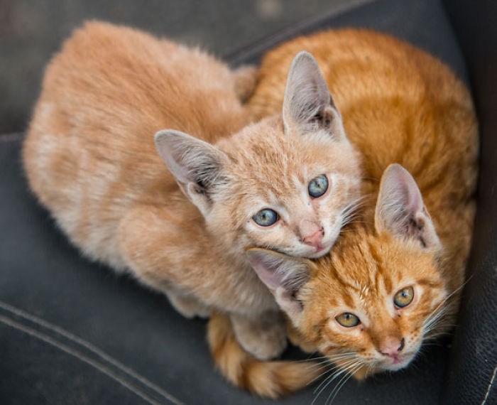 114 Cats Ready For Valentine&#8217;s Day