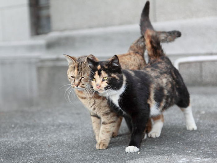 114 Cats Ready For Valentine&#8217;s Day