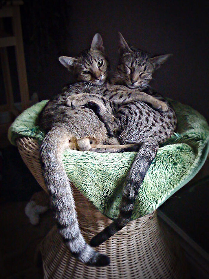 114 Cats Ready For Valentine&#8217;s Day