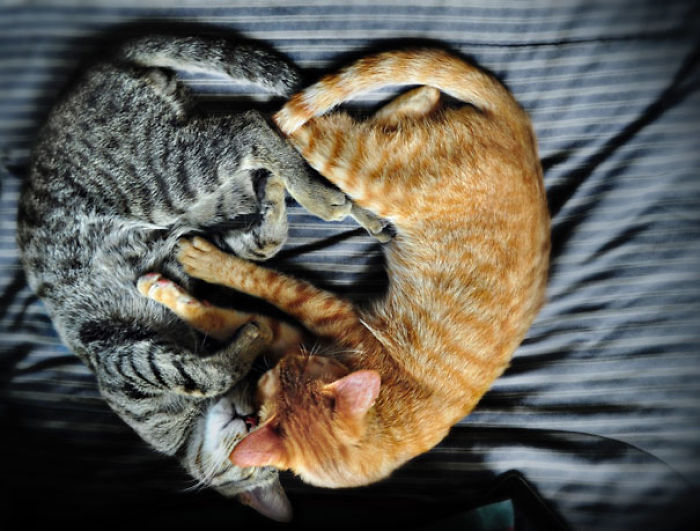 114 Cats Ready For Valentine&#8217;s Day