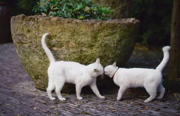 114 Cats Ready For Valentine&#8217;s Day