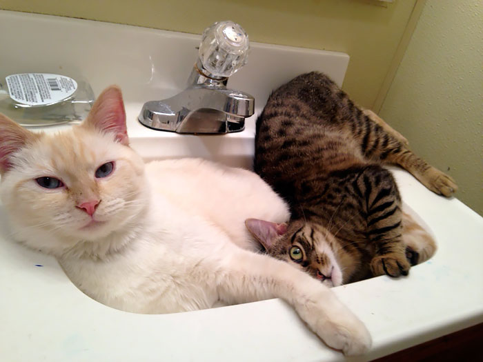 114 Cats Ready For Valentine&#8217;s Day