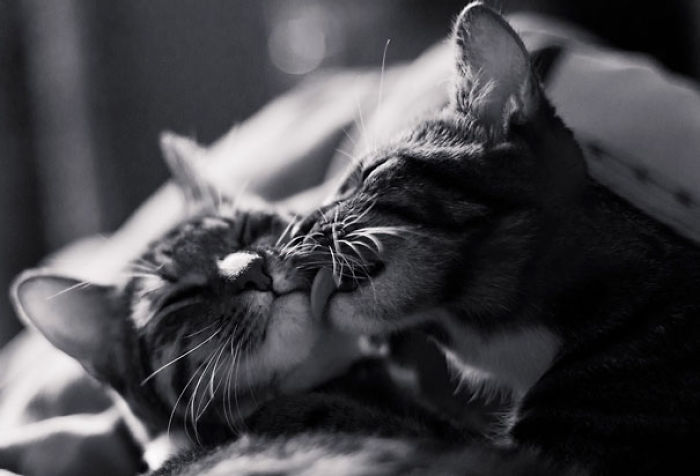 114 Cats Ready For Valentine&#8217;s Day