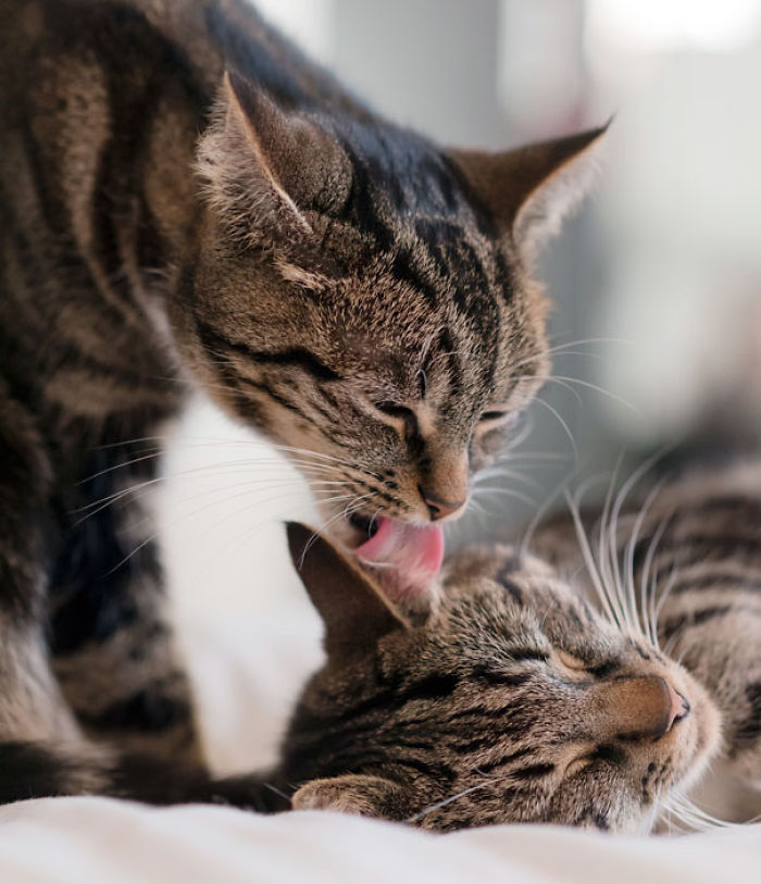 114 Cats Ready For Valentine&#8217;s Day