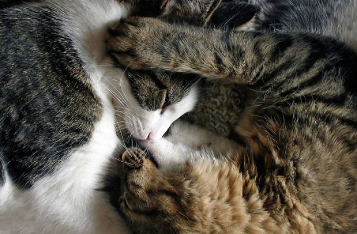114 Cats Ready For Valentine&#8217;s Day