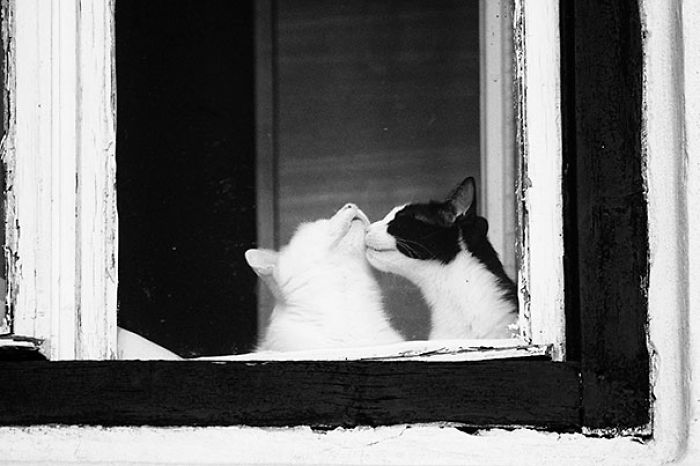 114 Cats Ready For Valentine&#8217;s Day