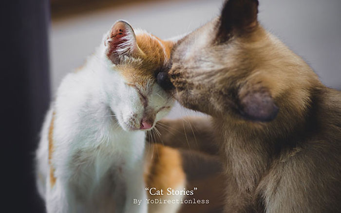 114 Cats Ready For Valentine&#8217;s Day