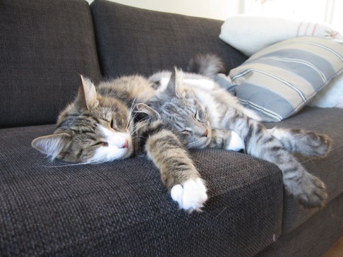 114 Cats Ready For Valentine&#8217;s Day