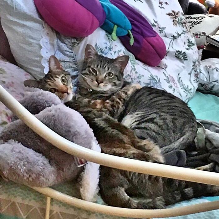 114 Cats Ready For Valentine&#8217;s Day
