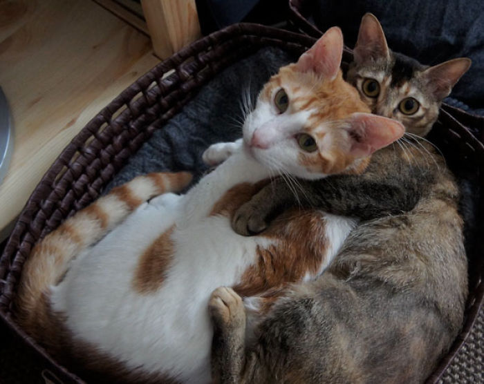 114 Cats Ready For Valentine&#8217;s Day