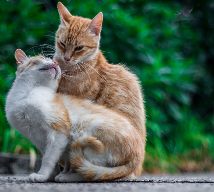 114 Cats Ready For Valentine&#8217;s Day